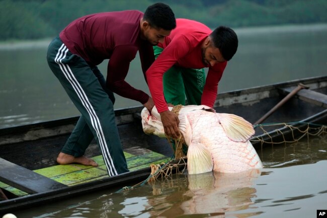 Fishermen brothers Gibson, right, and Manuel Cunha Da Lima, front, raise a pirarucu fish from a lake in San Raimundo settlement, at Medio Jurua region, Amazonia State, Brazil, Monday, Sept. 5, 2022. (AP Photo/Jorge Saenz)