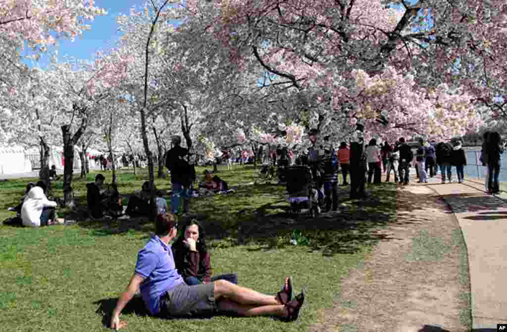 [워싱턴 D.C. 벚꽃 축제] 워싱턴의 봄