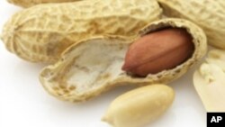 Terapi kacang untuk mencegah alergi pada anak (Foto: ilustrasi).
