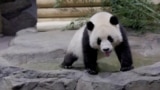 USA, Washington, new pandas in the Zoo (Foto: FEDEX HANDOUT/Reuters)