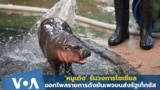 ‘หมูเด้ง’ รันวงการโซเชียล ออกโพลรายการดังยันเพจขนส่งรัฐเท็กซัส