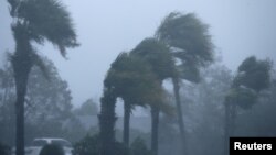 Palm trees bend during Hurricane Michael in Panama City Beach, Fla., Oct. 10, 2018. 