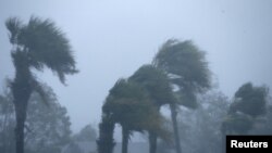 Palm trees bend during Hurricane Michael in Panama City Beach, Fla., Oct. 10, 2018. 