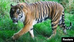 Jae-Jae, Harimau Sumatera di kebun Binatang ZSL London, Inggris, 23 Agustus 2018. (REUTERS/Henry Nicholls).