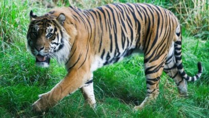 Jae-Jae, Harimau Sumatera di kebun Binatang ZSL London, Inggris, 23 Agustus 2018. (REUTERS/Henry Nicholls).