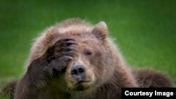 Highly Commended: 'Bear with a Sore Head' - Danielle D'Ermo - Alaska USA. (Comedy Wildlife Photography Awards)