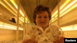 Professor Wendy Harwood in a plant breeding incubator room with barley plants that have undergone gene editing at the John Innes Centre in Norwich, Britain, May 25, 2016. 