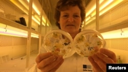 FILE - Professor Wendy Harwood poses for a photograph in a plant breeding incubator room with barley plants that have undergone gene editing at the John Innes Center in Norwich, Britain, May 25, 2016. 