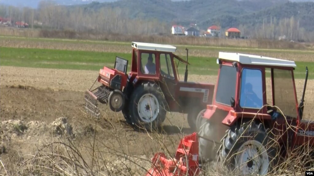 Shqipëri, rritja e çmimeve dhe ndikimi i tyre në kultivimin e misrit