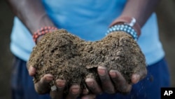 A farmer holds livestock manure that he will use to fertilize crops, due to the increased cost of fertilizer that he says he now can't afford to purchase, in Kiambu, near Nairobi, in Kenya Thursday, March 31, 2022.