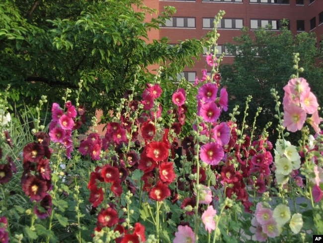 This image provided by American Meadows shows hollyhock flowers. (American Meadows via AP)