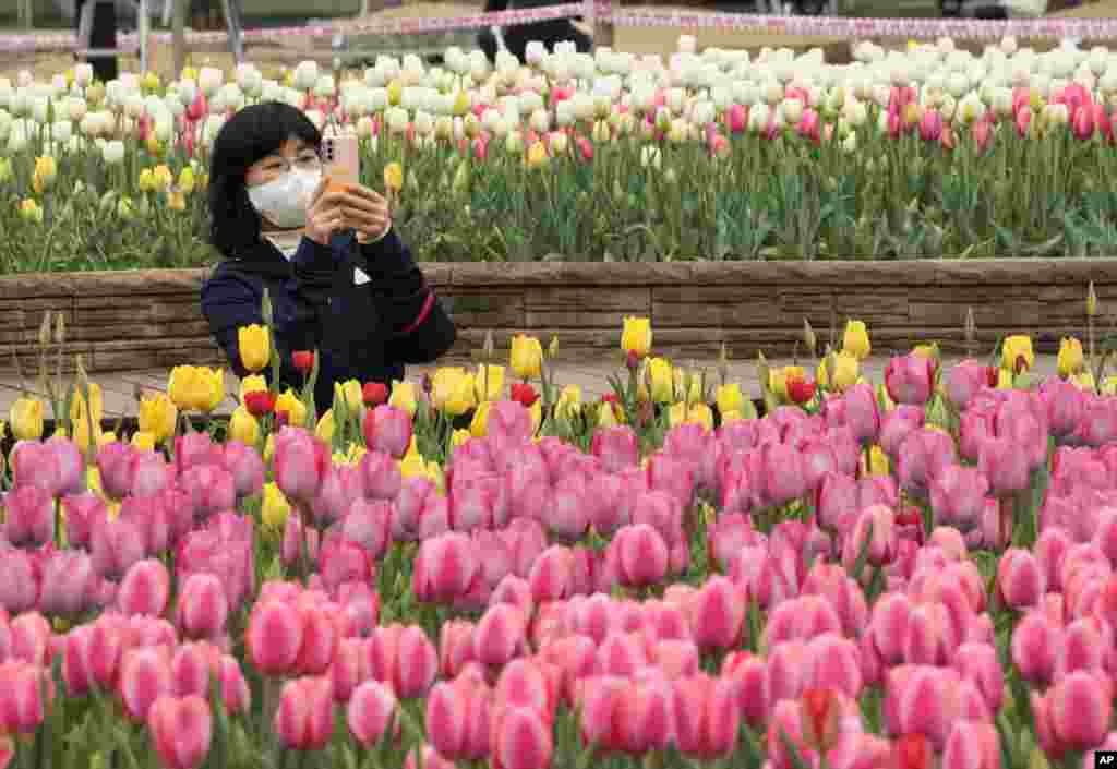 Seorang pengunjung perempuan mengambil gambar bunga-bunga tulip di sebuah taman di kota Goyang, Korea Selatan. (Foto: AP)