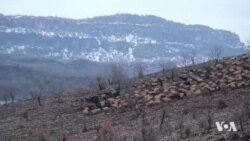 Rêwîtîya Koçeran ji Çîyayê Cûdî Ber bi Zozanên Colemêrgê