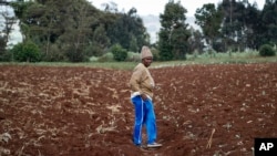 Farmer Monicah Wanjiku walks around her farm in Kiambu, near Nairobi, in Kenya Thursday, March 31, 2022.