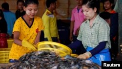 ပုစြန္ေတြကို စီေနတဲ့ ထိုင္းေရာက္ ျမန္မာေရႊ႕ေျပာင္းအလုပ္သမားမ်ားကို ထိုင္းႏိုင္ငံ Samut Sakhon ေဒသမွာ ေတြ႔ရ။ (ဇူလိုင္ ၀၄၊ ၂၀၁၇)
