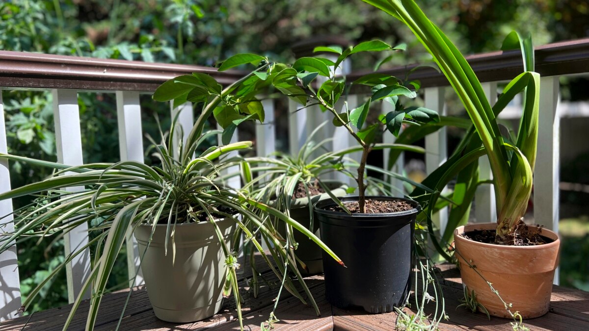 How to Bring Houseplants back Indoors