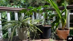 This Aug. 31, 2022, image provided by Jessica Damiano shows houseplants vacationing outdoors over summer. They will need to undergo a gradual transition back into the home to avoid shock. (Jessica Damiano via AP)