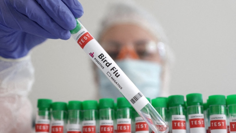 США выделили фирме Moderna $176 млн на создание вакцины от птичьего гриппа