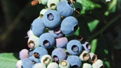 Growing Blueberries