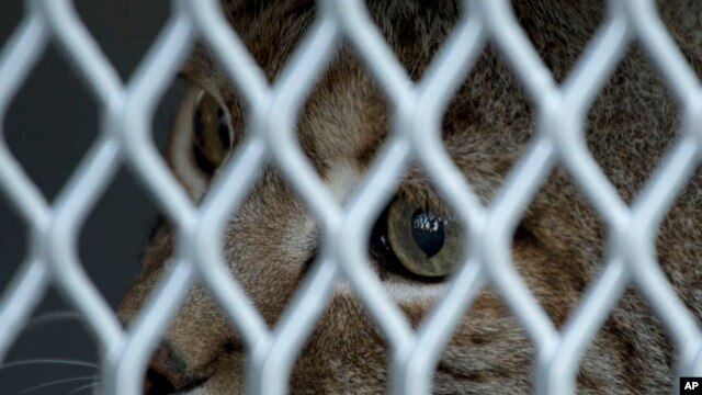 Un lince llamado 