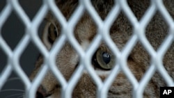 Un lince llamado "Negro" dentro de su jaula antes de ser transportado desde México a Colorado.