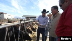 Former U.S. presidential candidate Mitt Romney, who announced he would run for a U.S. Senate seat in Utah, visits Gibson's Green Acres Dairy in Ogden, Utah, Feb. 16, 2018.