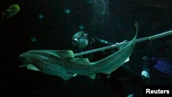 FILE - Zookeeper Guido Westhoff uses a ruler to measure a leopard shark during an animal stocktaking at the Hagenbeck Zoo in Hamburg, Germany, Dec. 29, 2010.