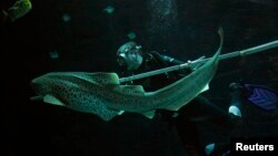 Seorang petugas kebun binatang menggunakan penggaris untuk mengukur seekor hiu tutul di kebun binatang Hagenbeck di Hamburg, Jerman (foto: ilustrasi). 