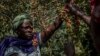 Sur une île de la RDC, l'arabica se décline au féminin