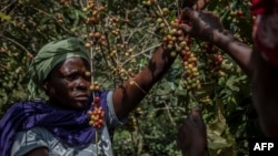 "Nous employons au moins 12.000 femmes par campagne caféicole", explique Marcelline Budza, l'entrepreneure.