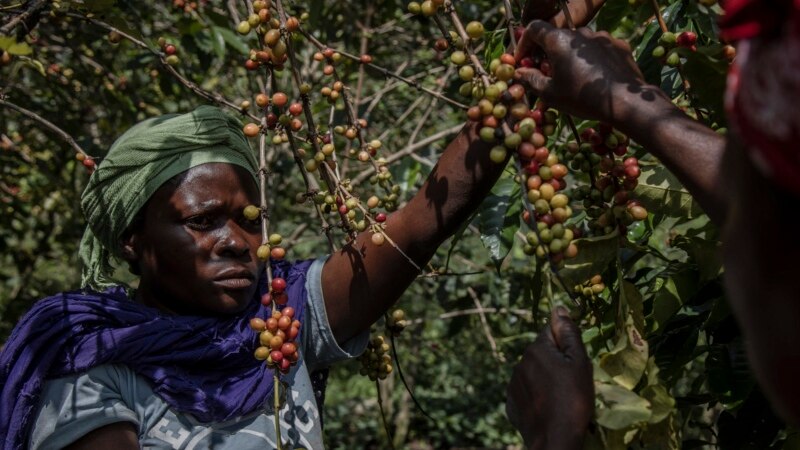 Sur une île de la RDC, l'arabica se décline au féminin