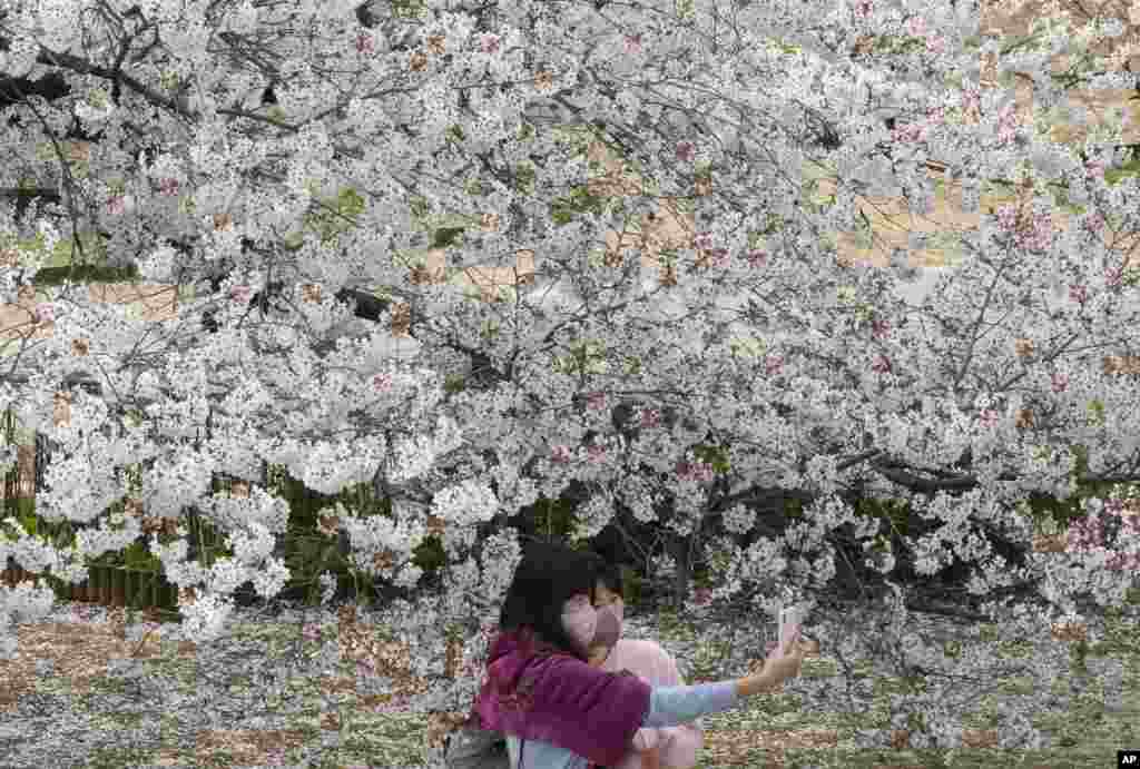 Women take a selfie under cherry blossoms in full bloom at a park in Goyang, South Korea.