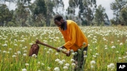 Farmer Charles Gachie removes weeds with a hoe at a flower plantation in Kiambu, near Nairobi, in Kenya Thursday, March 31, 2022.