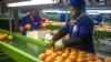 FILE - A factory employee checks grapefruits coming from a farm which was successfully claimed back by the mainly black community and then leased to the former white owner, June 7, 2017 in Hoedspruit, South Africa. 