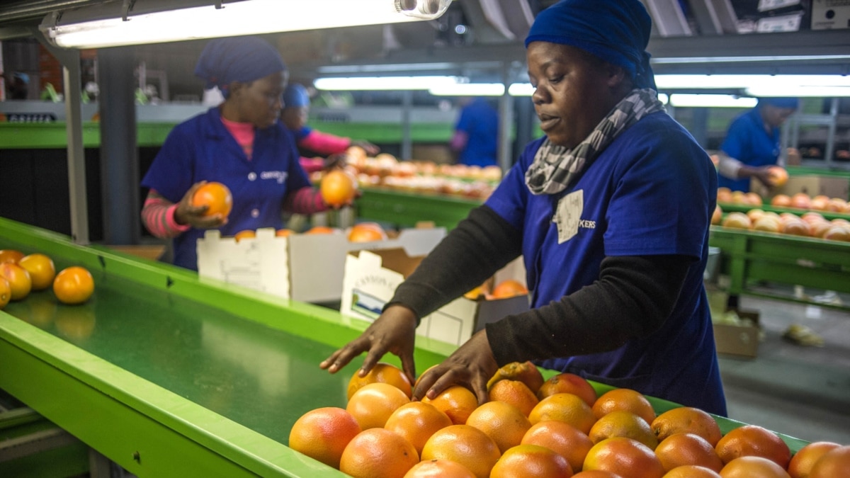 South Africa’s 2 Billion Citrus Industry Sours With Lost Exports to Russia
