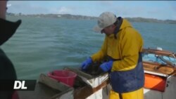 Wavuvi Uingereza walalamika kupoteza soko baada ya Brexit