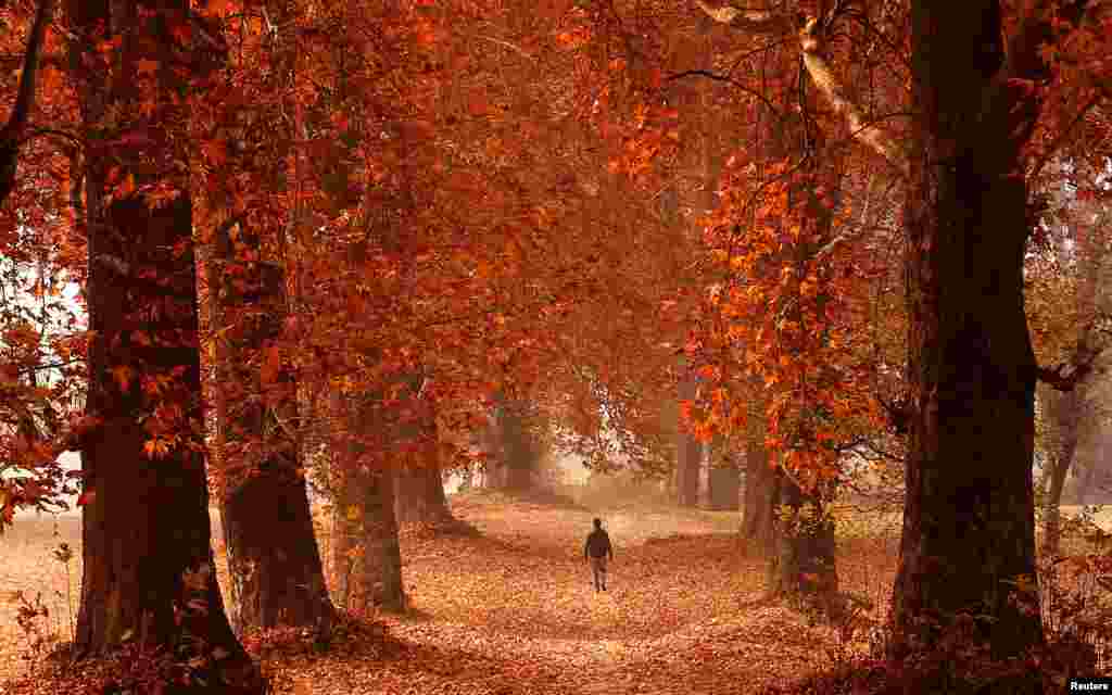 Seorang pria berjalan di sebuah taman di Srinagar, Kashmir-India.