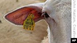 美国推动建立全国牲畜跟踪系统