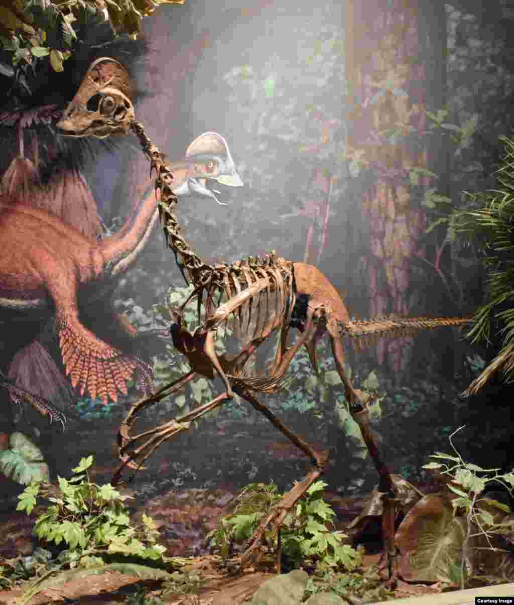 Khủng long mới trong hình, được đặt tên là &#39;gà từ địa ngục&#39;, là một con khủng long giống chim cao khoảng 7 mét, nặng đến 300 kilogram. Ba bộ xương còn tốt của loài khủng long Anzu wyliei được phát hiện ở Bắc và Nam Dakota.
