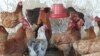 ساخت یک هزار فارم کوچک مرغداری برای زنان در بامیان 