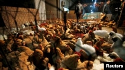 Những người bán trong chợ ở tỉnh Hồ Bắc, Trung Quốc, di chuyển gà vịt sống ra khỏi chợ vì chợ sắp đóng cửa. Một chủng loại virút cúm gia cầm mới đang lây nhiễm trong các tỉnh miền đông trung quốc
