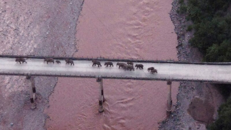 Wandering Asian Elephants Heading Home