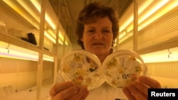 FILE - Professor Wendy Harwood poses for a photograph in a plant breeding incubator room with barley plants that have undergone gene editing at the John Innes Centre in Norwich, Britain.