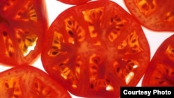 Para peneliti sedang berupaya meningkatkan kadar protein GLK dalam tomat untuk mengembangkan varian tomat merah dengan rasa manis.