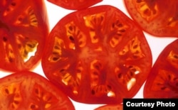 The tomato is the latest important food crop to yield its genetic secrets (Scott Bauer/USDA)