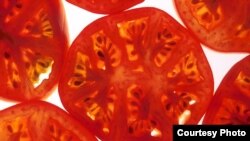 The tomato is the latest important food crop to yield its genetic secrets (Scott Bauer/USDA)