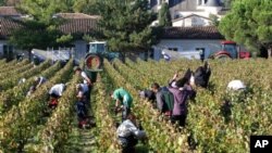 Trabajadores recogen uvas en un viñedo cerca de Bordeaux, en Francia