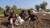 Beberapa anak-anak yang dipekerjakan tampak menyortir 'Chilgoza' atau biji pohon pinus di sebuah lahan di distrik Bihsud, Provinsi Nangarhar, Afghanistan, pada 26 Oktober 2022. (Foto: Foto: AFP) 