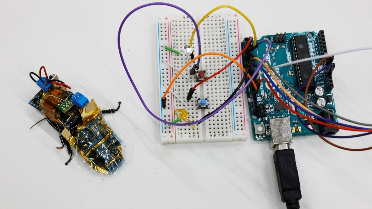 Ilmuwan Jepang Kembangkan Kecoak Cyborg untuk Bantu Korban Gempa