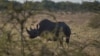 Namibian Authorities Concerned About Increase in Rhino Poaching 